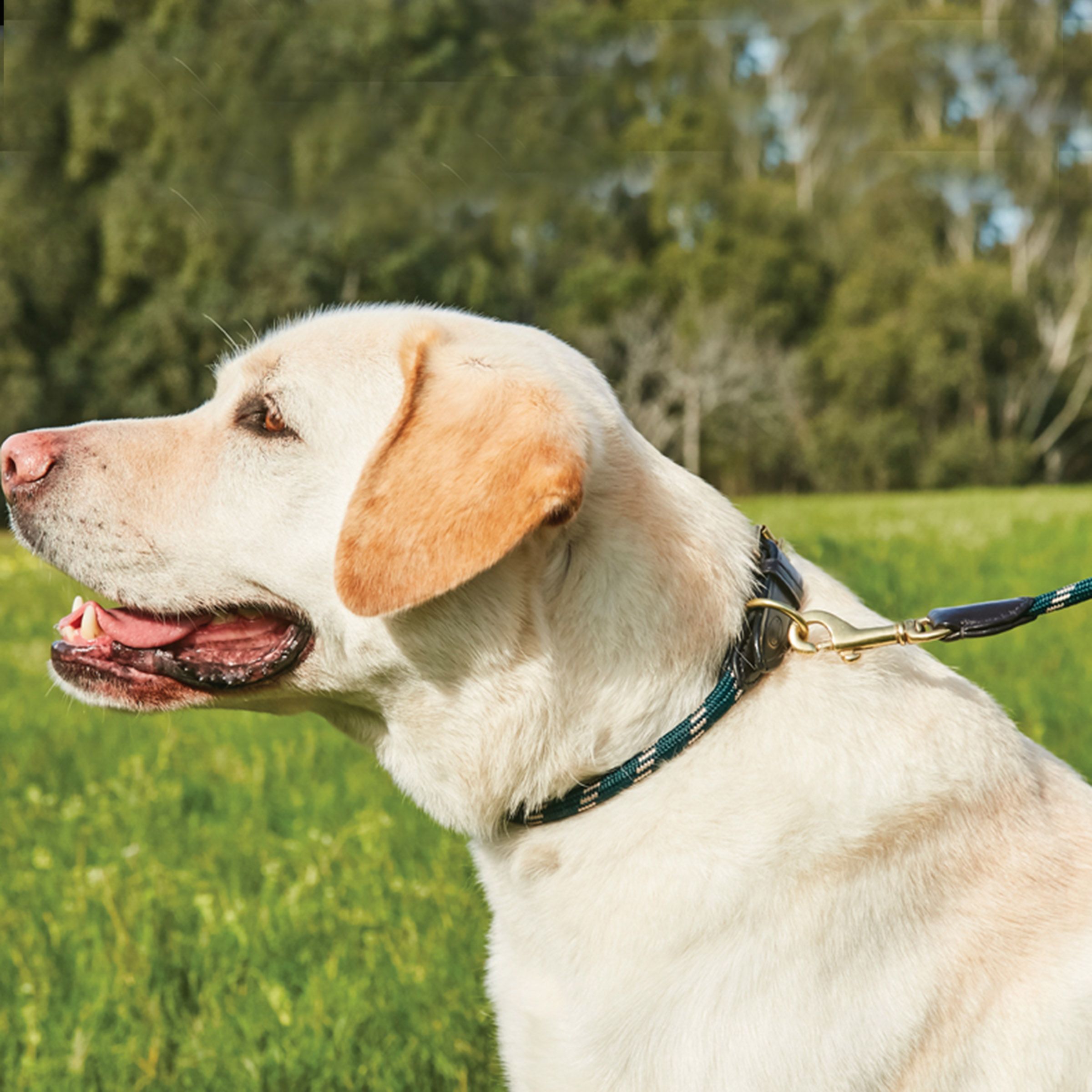 Rope leather dog leash, various colours