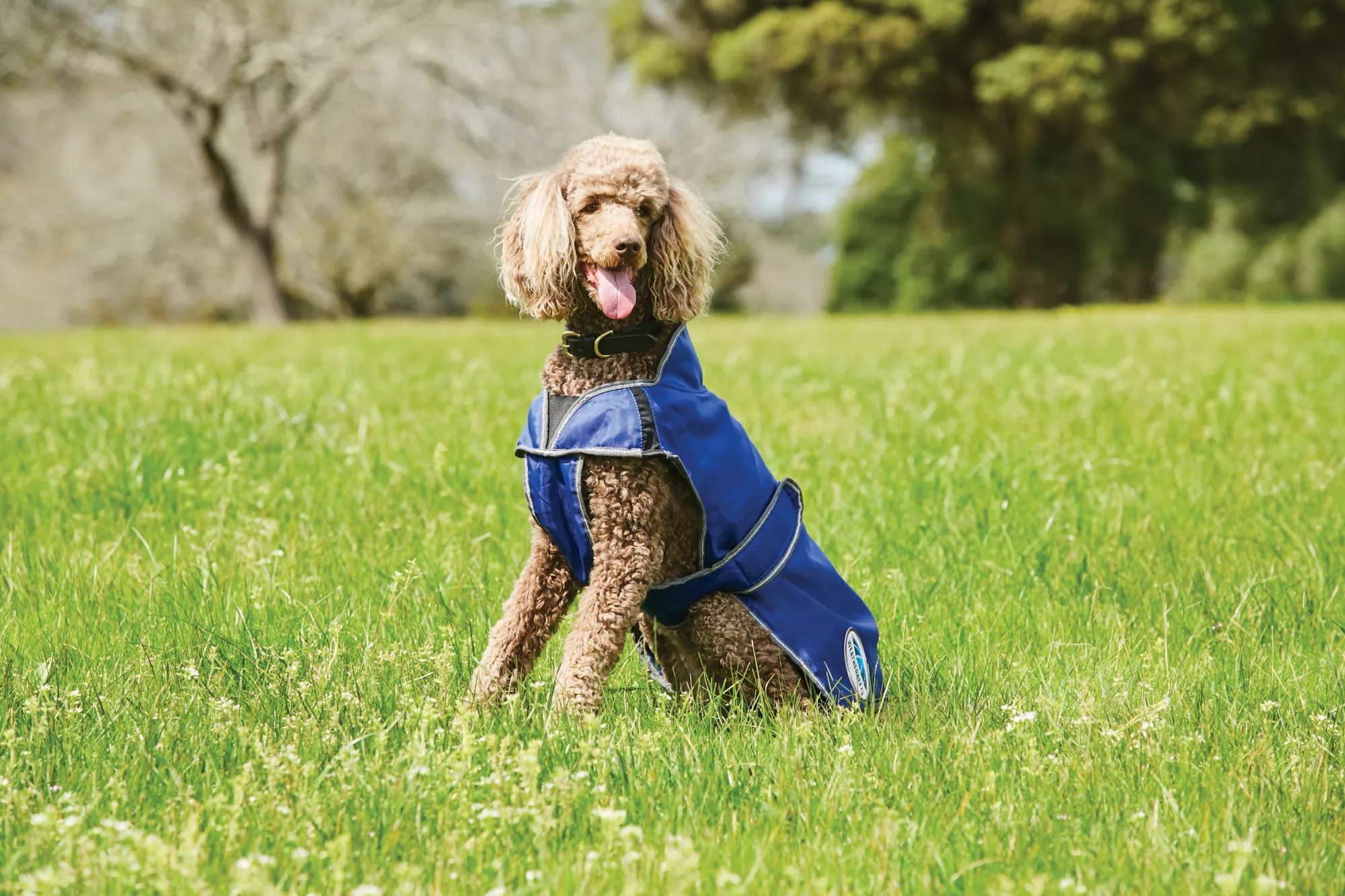 Comfitec windbreaker free deluxe dog coat, blue/grey/white